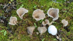 Attēlu rezultāti vaicājumam “Arrhenia spatulata”