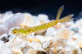 Attēlu rezultāti vaicājumam “Enallagma cyathigerum”