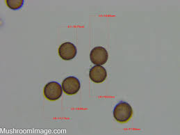 Attēlu rezultāti vaicājumam “Physarum bryomacrocarpum spores”