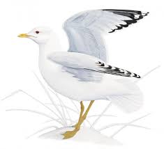 Attēlu rezultāti vaicājumam “Larus canus”