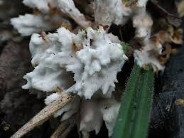 Attēlu rezultāti vaicājumam “Sebacina incrustans”