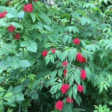 Attēlu rezultāti vaicājumam “Sambucus racemosa”