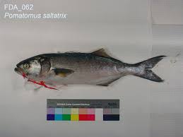 Image result for Pomatomus saltatrix