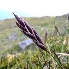 Attēlu rezultāti vaicājumam “Festuca rubra subsp. rubra fruit”