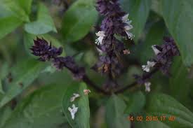 Attēlu rezultāti vaicājumam “Ocimum basilicum flower”