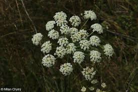 Attēlu rezultāti vaicājumam “Peucedanum oreoselinum flower”