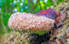 Attēlu rezultāti vaicājumam “Phellinus chrysoloma”