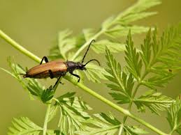 Attēlu rezultāti vaicājumam “Leptura rubra male”