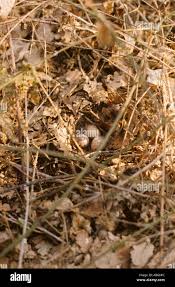 Attēlu rezultāti vaicājumam “Scolopax rusticola nest”