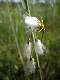 Attēlu rezultāti vaicājumam “Eriophorum gracile fruit”