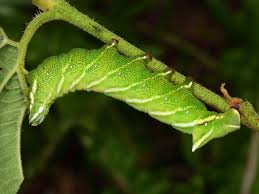 Attēlu rezultāti vaicājumam “Endromidae”