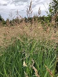Attēlu rezultāti vaicājumam “Calamagrostis purpurea flower”