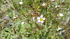 Attēlu rezultāti vaicājumam “Linum catharticum flower”