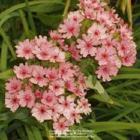 Image result for Lychnis chalcedonica `Dusky Salmon`