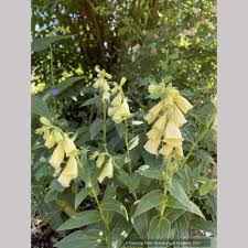 Image result for Digitalis grandiflora