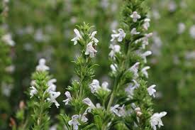 Image result for Bohnenkraut