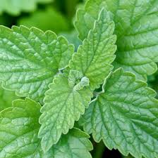 Image result for Nepeta cataria