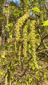Attēlu rezultāti vaicājumam “Betula pendula flower”