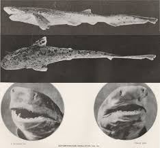 Image result for Notorynchus cepedianus