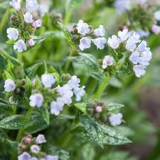Attēlu rezultāti vaicājumam “Pulmonaria officinalis”