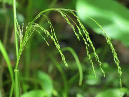 Attēlu rezultāti vaicājumam “Glyceria striata”