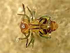 Attēlu rezultāti vaicājumam “Ptenothrix sp.”