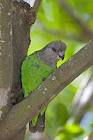 Brown-headed Parrot (Poicephalus cryptoxanthus)