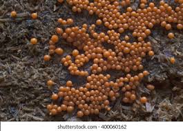 Attēlu rezultāti vaicājumam “Trichia botrytis”