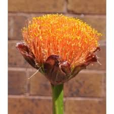 Attēlu rezultāti vaicājumam “Amarillidaceae”