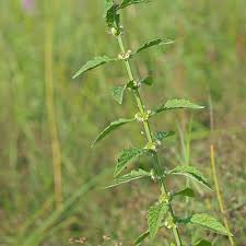 Attēlu rezultāti vaicājumam “Lycopus europaeus”