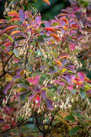 Attēlu rezultāti vaicājumam “Enkianthus chinensis leaf”