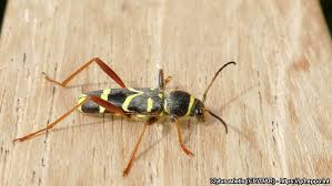 Attēlu rezultāti vaicājumam “Clytus arietis”