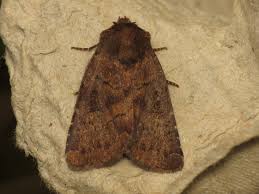 Attēlu rezultāti vaicājumam “Rusina ferruginea”