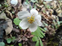 Attēlu rezultāti vaicājumam “Isopyrum thalictroides leaf”