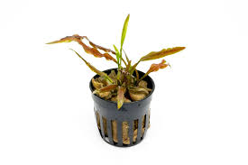 Attēlu rezultāti vaicājumam “Cribraria costata stalked”