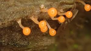 Attēlu rezultāti vaicājumam “Trichia decipiens”