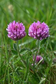 Attēlu rezultāti vaicājumam “Trifolium medium”