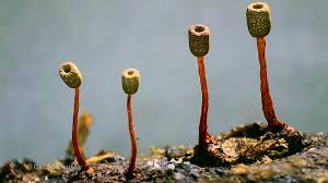 Attēlu rezultāti vaicājumam “Physarum flavidum”