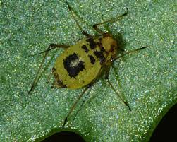 Attēlu rezultāti vaicājumam “Thecabius affinis nymph”