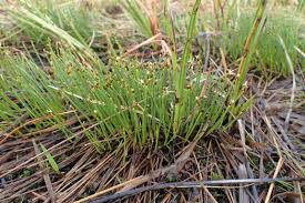 Attēlu rezultāti vaicājumam “Trichophorum cespitosum”