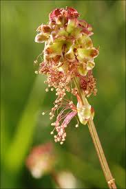 Attēlu rezultāti vaicājumam “Poterium sanguisorba flower”
