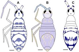 Attēlu rezultāti vaicājumam “Heteromurus nitidus”