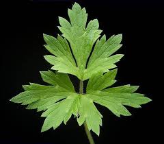 Attēlu rezultāti vaicājumam “Ranunculus repens leaf”