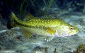 Image result for Micropterus