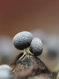 Attēlu rezultāti vaicājumam “Physarum sulphureum macro”