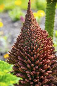 Attēlu rezultāti vaicājumam “Haloragaceae”