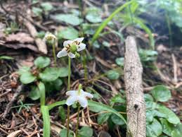 Attēlu rezultāti vaicājumam “Moneses uniflora leaf”