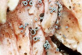 Attēlu rezultāti vaicājumam “Hyphodiscus hymeniophilus”