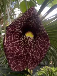 Attēlu rezultāti vaicājumam “Aristolochia durior flower”