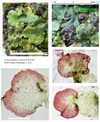 Attēlu rezultāti vaicājumam “Grimmia muehlenbeckii sporophyte”